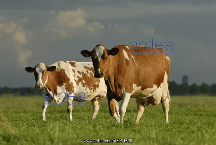 : Frisian cows Pie Red sky before a storm Holland : Frisian cows Pie Red sky before a storm Holland