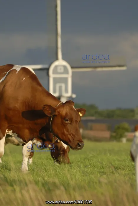 : Frisian cows Pie Red sky before a storm and windmill : Frisian cows Pie Red sky before a storm and windmill