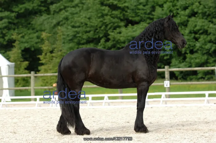 : Frisian horse - France : Frisian horse - France