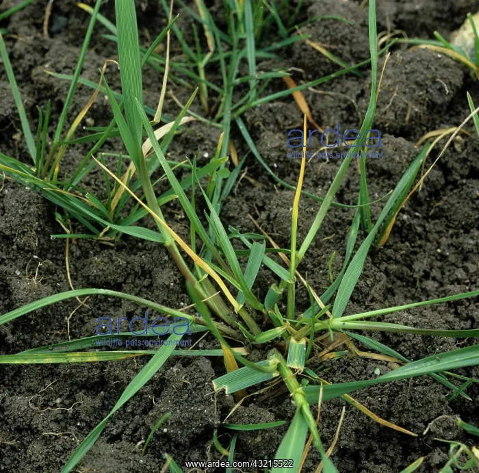 : Frit fly (Oscinella frit) damage to ryegrass : Frit fly (Oscinella frit) damage to ryegrass