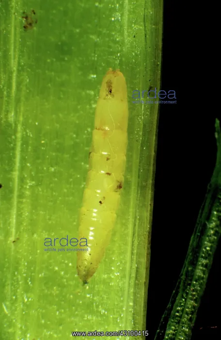 : Frit fly (Oscinella frit) larva : Frit fly (Oscinella frit) larva