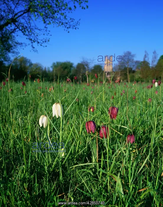 : FRITILLARIES : FRITILLARIES