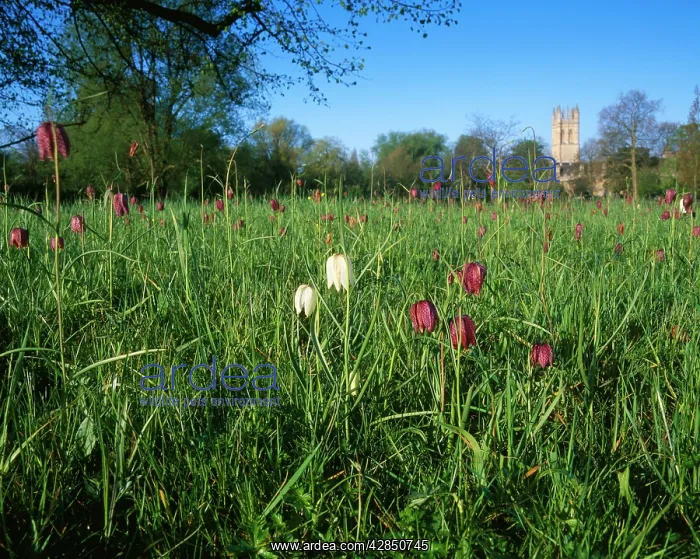 : FRITILLARIES : FRITILLARIES