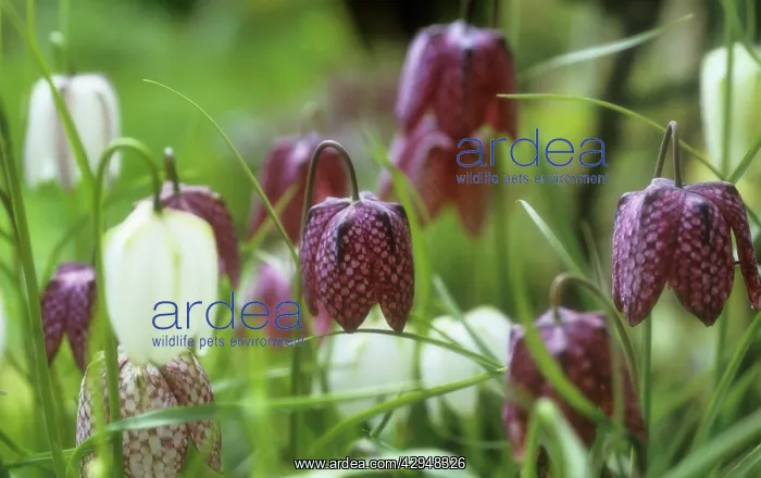 : Fritillary : Fritillary