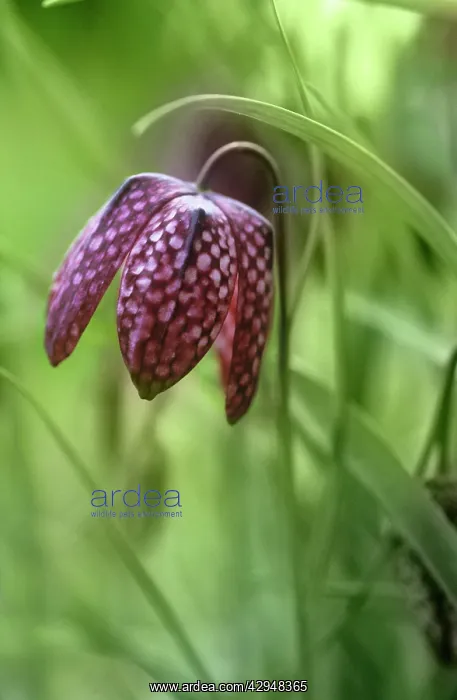 : Fritillary : Fritillary