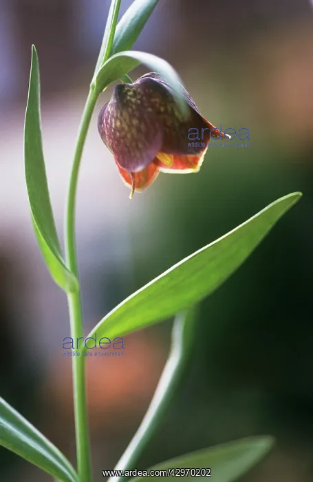 : Fritillary : Fritillary