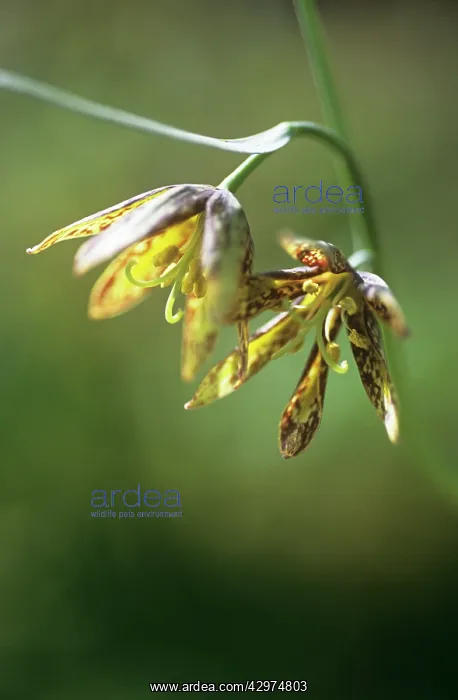 : Fritillary : Fritillary