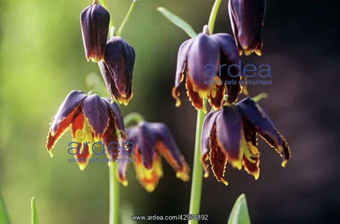 : Fritillary : Fritillary