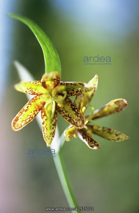 : Fritillary : Fritillary