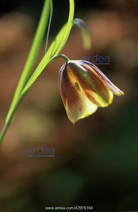 : Fritillary : Fritillary
