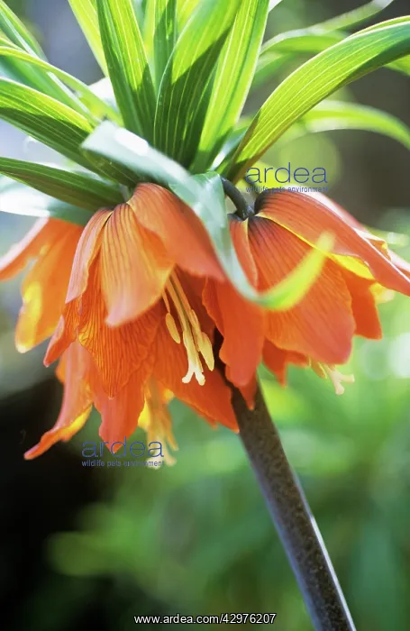 : Fritillary : Fritillary