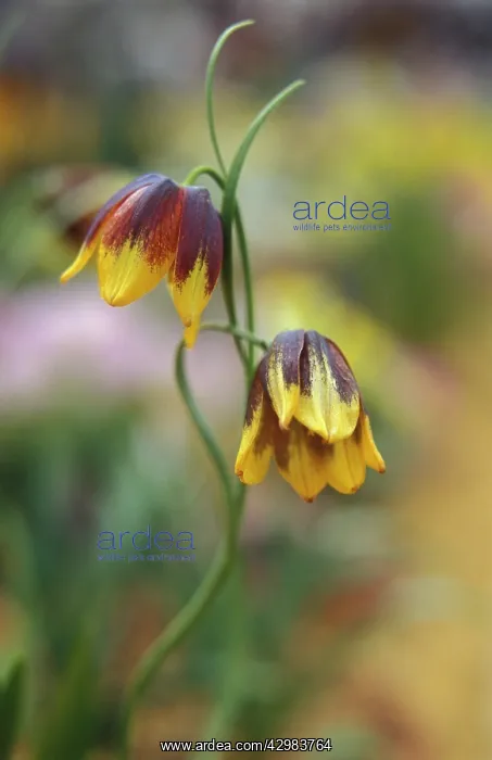 : Fritillary : Fritillary