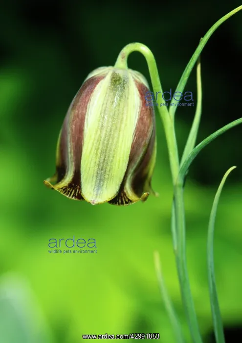 : Fritillary : Fritillary