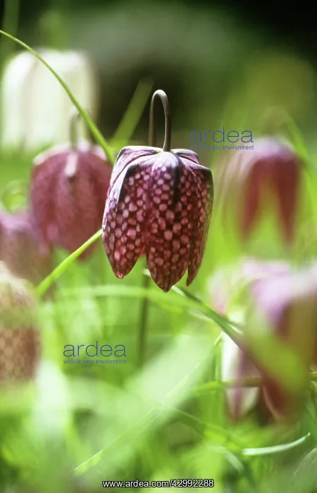 : Fritillary : Fritillary