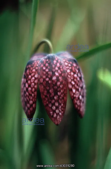 : Fritillary : Fritillary