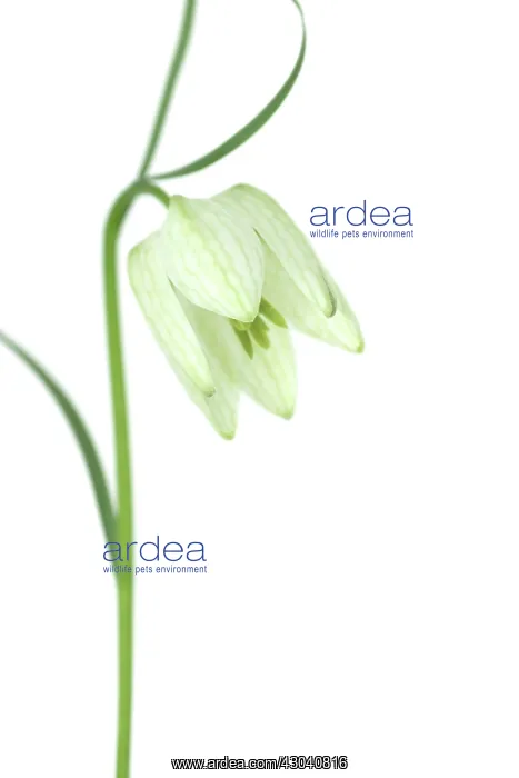 : Fritillary : Fritillary