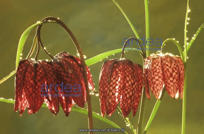 : Fritillary : Fritillary