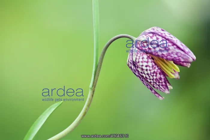 : Fritillary : Fritillary