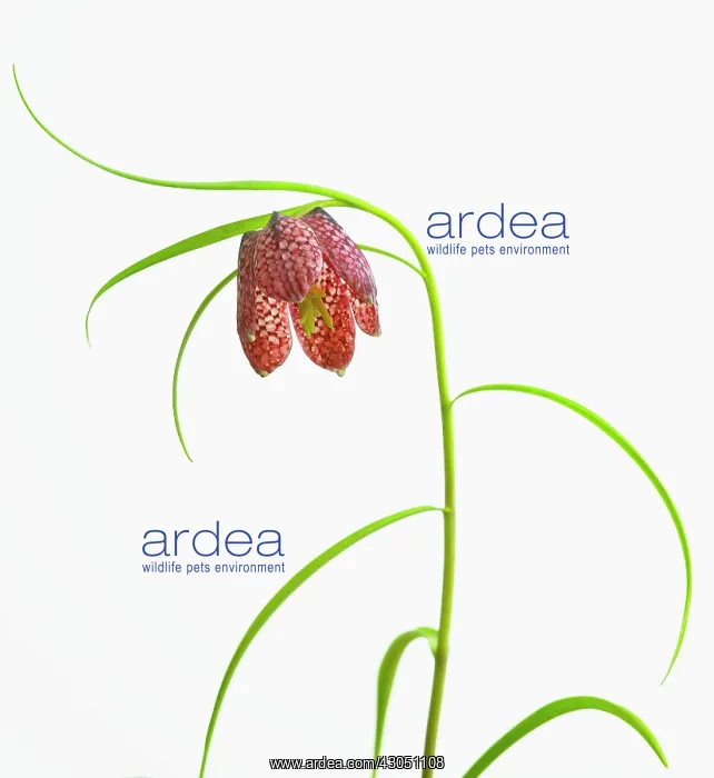 : Fritillary : Fritillary