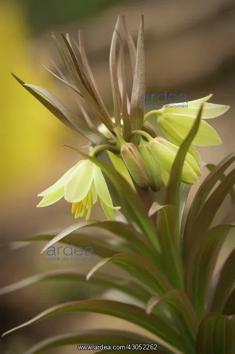: Fritillary : Fritillary