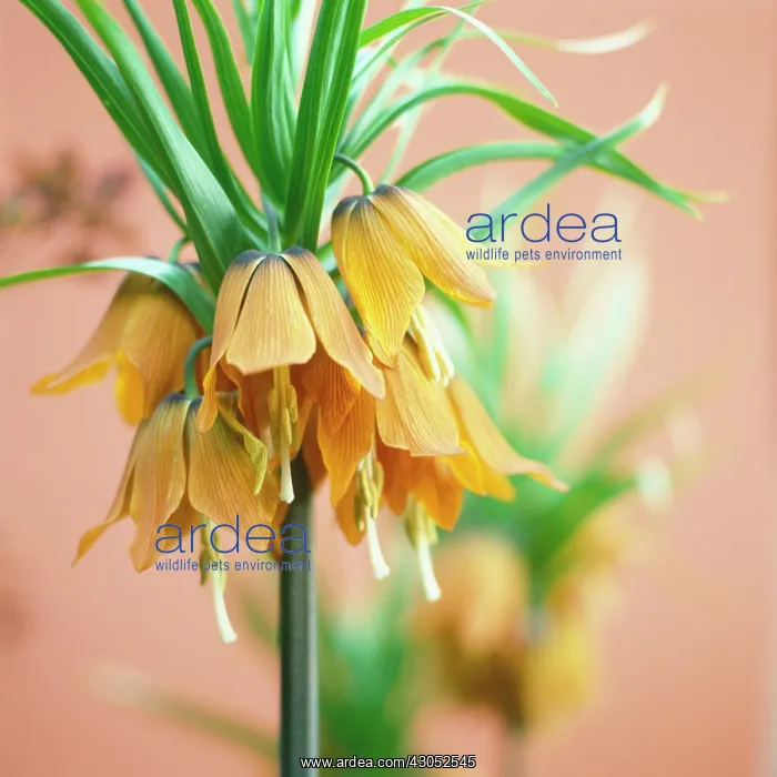 : Fritillary : Fritillary