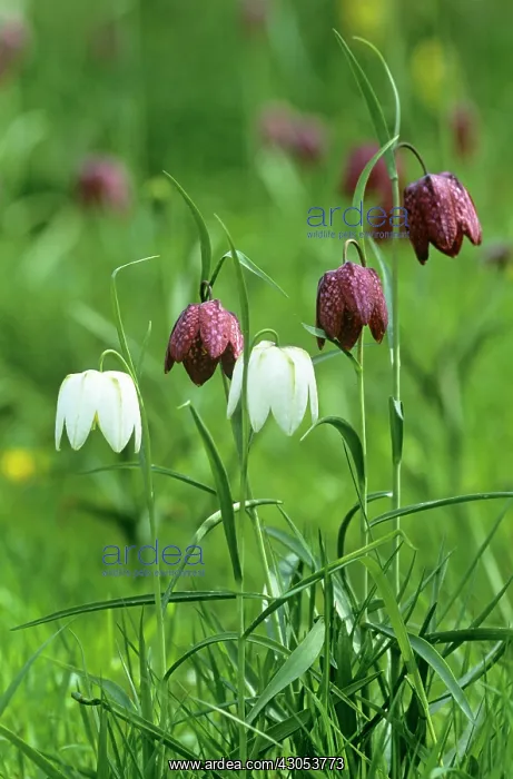 : Fritillary : Fritillary