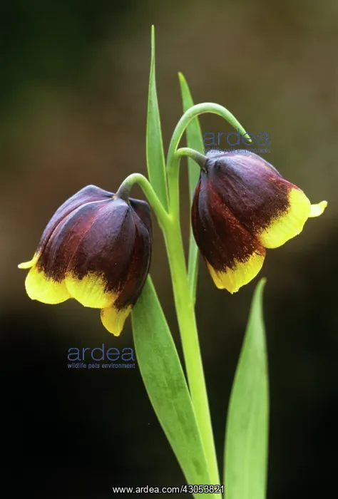 : Fritillary : Fritillary