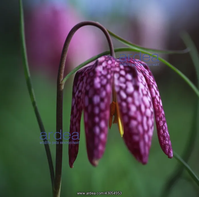 : Fritillary : Fritillary