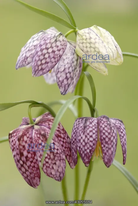 : Fritillary : Fritillary