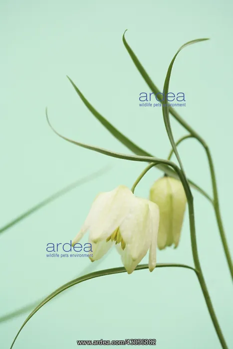 : Fritillary : Fritillary