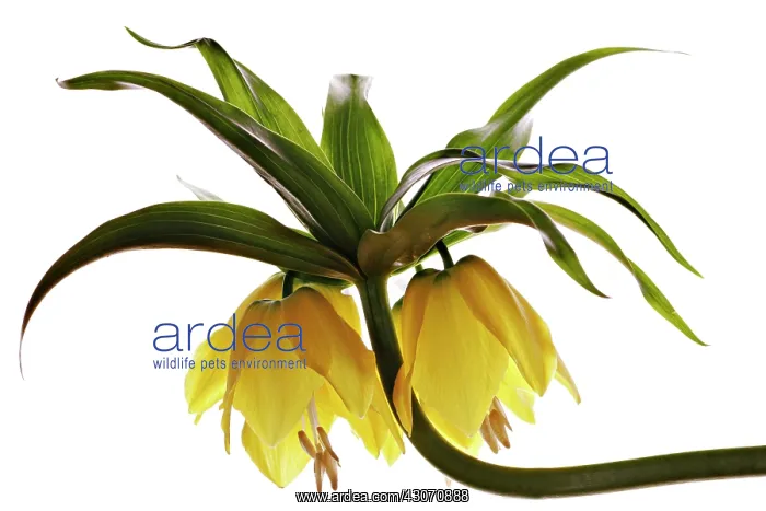 : Fritillary : Fritillary
