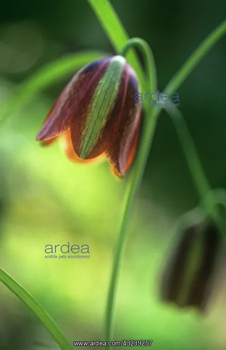  : Fritillary