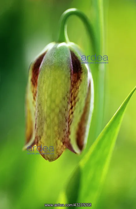 : Fritillary : Fritillary