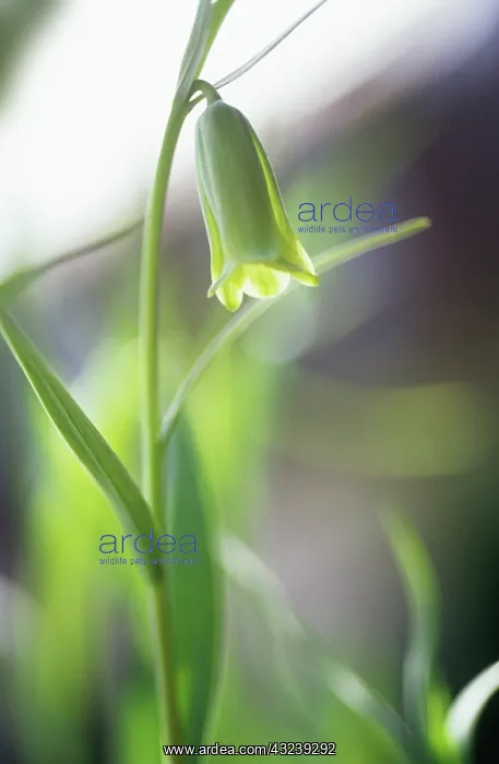 : Fritillary : Fritillary