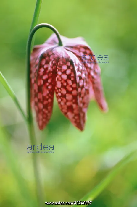 : Fritillary : Fritillary