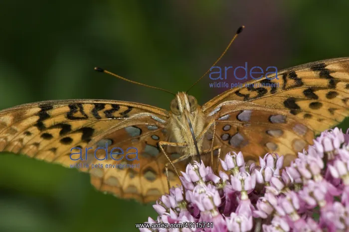 : Fritillary Butterfly : Fritillary Butterfly