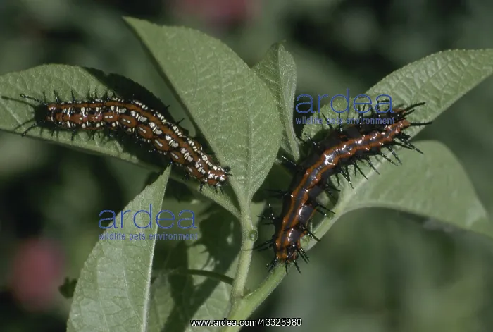 : Fritillary Caterpillars : Fritillary Caterpillars