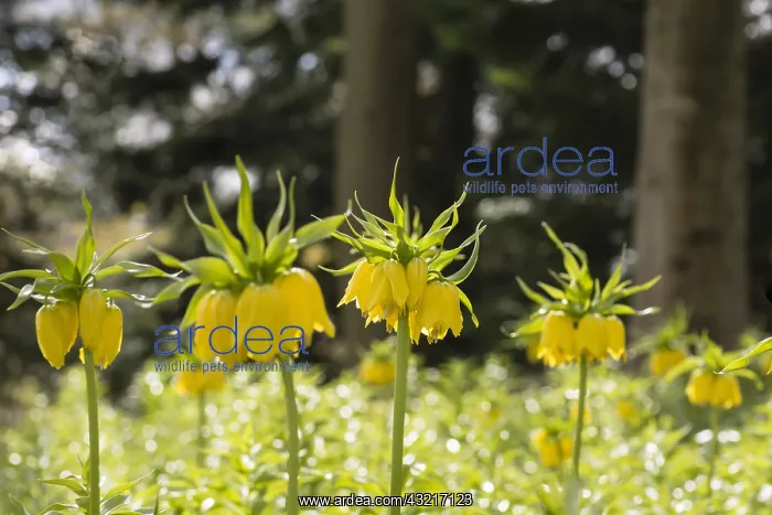 : Fritillary, Crown imperial Maxima Lutea, Fritillaria : Fritillary, Crown imperial Maxima Lutea, Fritillaria
