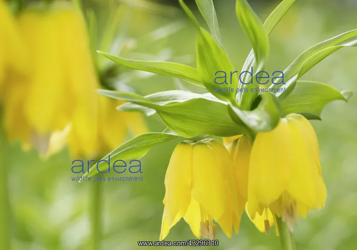 : Fritillary, Crown imperial Maxima Lutea, Fritillaria : Fritillary, Crown imperial Maxima Lutea, Fritillaria