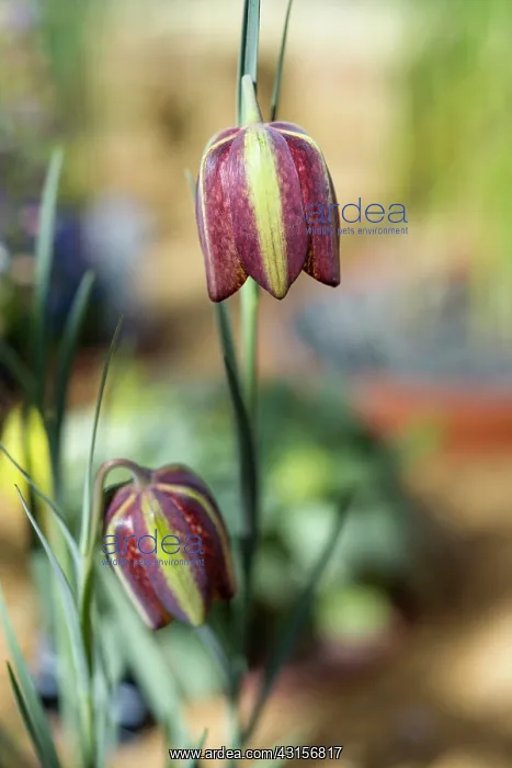 : Fritillary, Fritillaria aff, crassifolia, Side view : Fritillary, Fritillaria aff, crassifolia, Side view