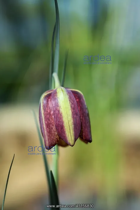 : Fritillary, Fritillaria aff, crassifolia, Side view : Fritillary, Fritillaria aff, crassifolia, Side view
