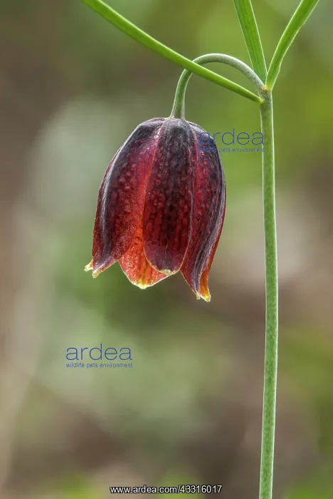 : Fritillary (Fritillaria montana) flower : Fritillary (Fritillaria montana) flower