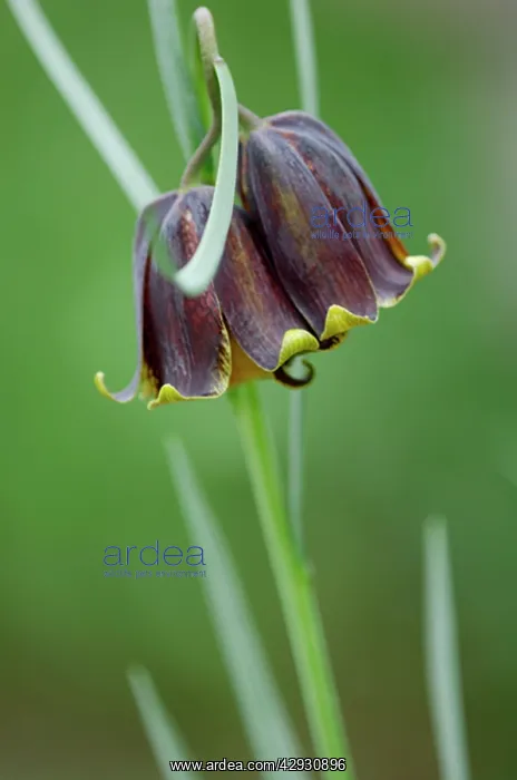 : FRITILLARY - likes well drained soil in full sun : FRITILLARY - likes well drained soil in full sun