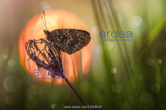 : Fritillary (Melitaea sp) at sunrise, Luzzara, Reggio : Fritillary (Melitaea sp) at sunrise, Luzzara, Reggio
