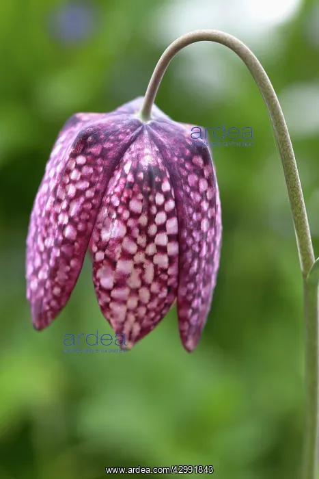 : Fritillary, Snake's head fritillary : Fritillary, Snake's head fritillary
