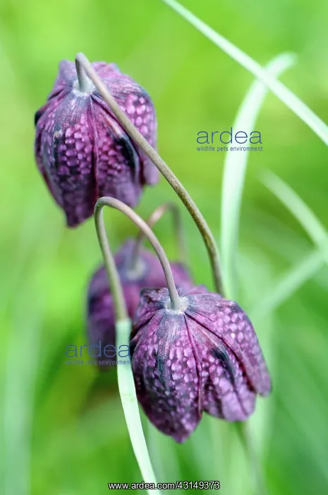 : Fritillary, Snake's head fritillary, Fritillaria : Fritillary, Snake's head fritillary, Fritillaria