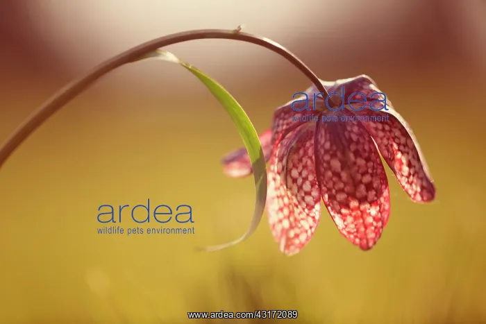: Fritillary, Snake's head fritillary, Fritillaria : Fritillary, Snake's head fritillary, Fritillaria