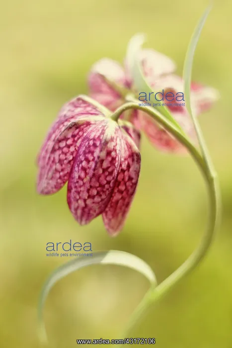 : Fritillary, Snake's head fritillary, Fritillaria : Fritillary, Snake's head fritillary, Fritillaria