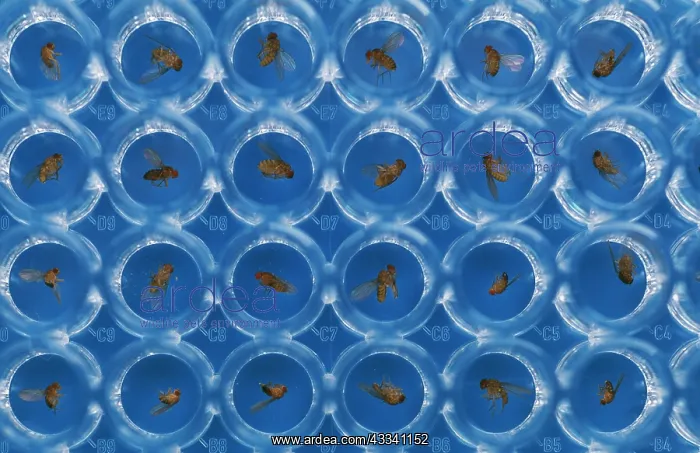  : Friut Flies (Wildtype) - in petri dishes