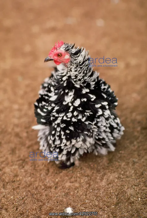  : FRIZZLE BANTAM CHICKEN